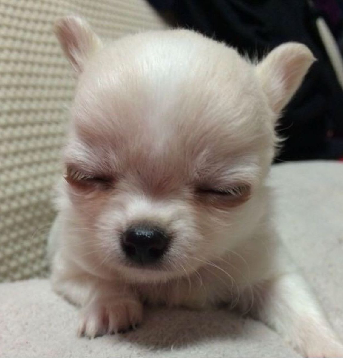 세이코 tweet media