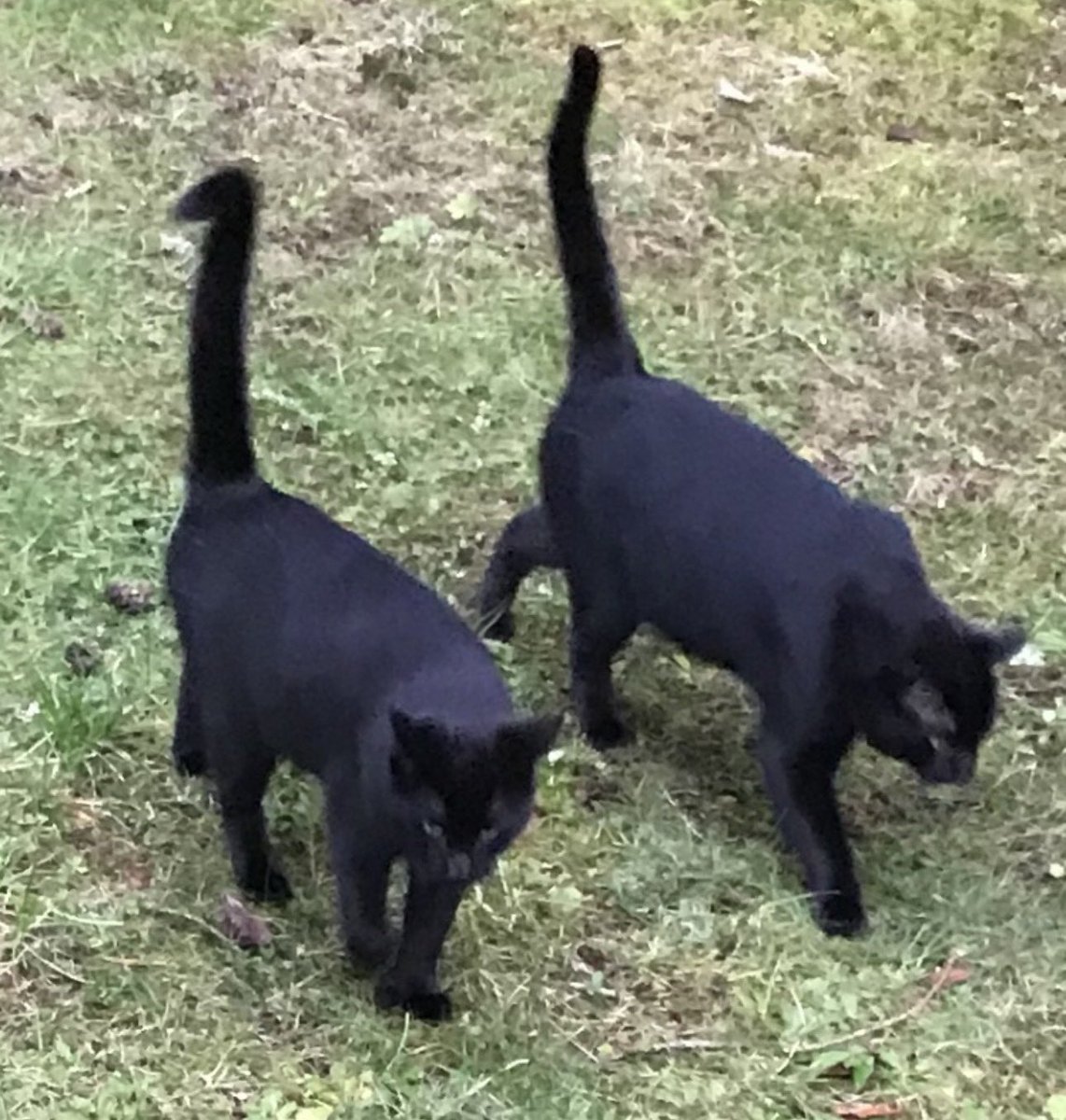 BootsBinx's tweet image. Hi furiends!  It’s #throwbackThursday!  This be us bros following the daddy back in February 2022 - not quite a year old. Me, Boots (left), was smaller than Binx back then! 🌷🐈‍⬛🐾🐈‍⬛🌷