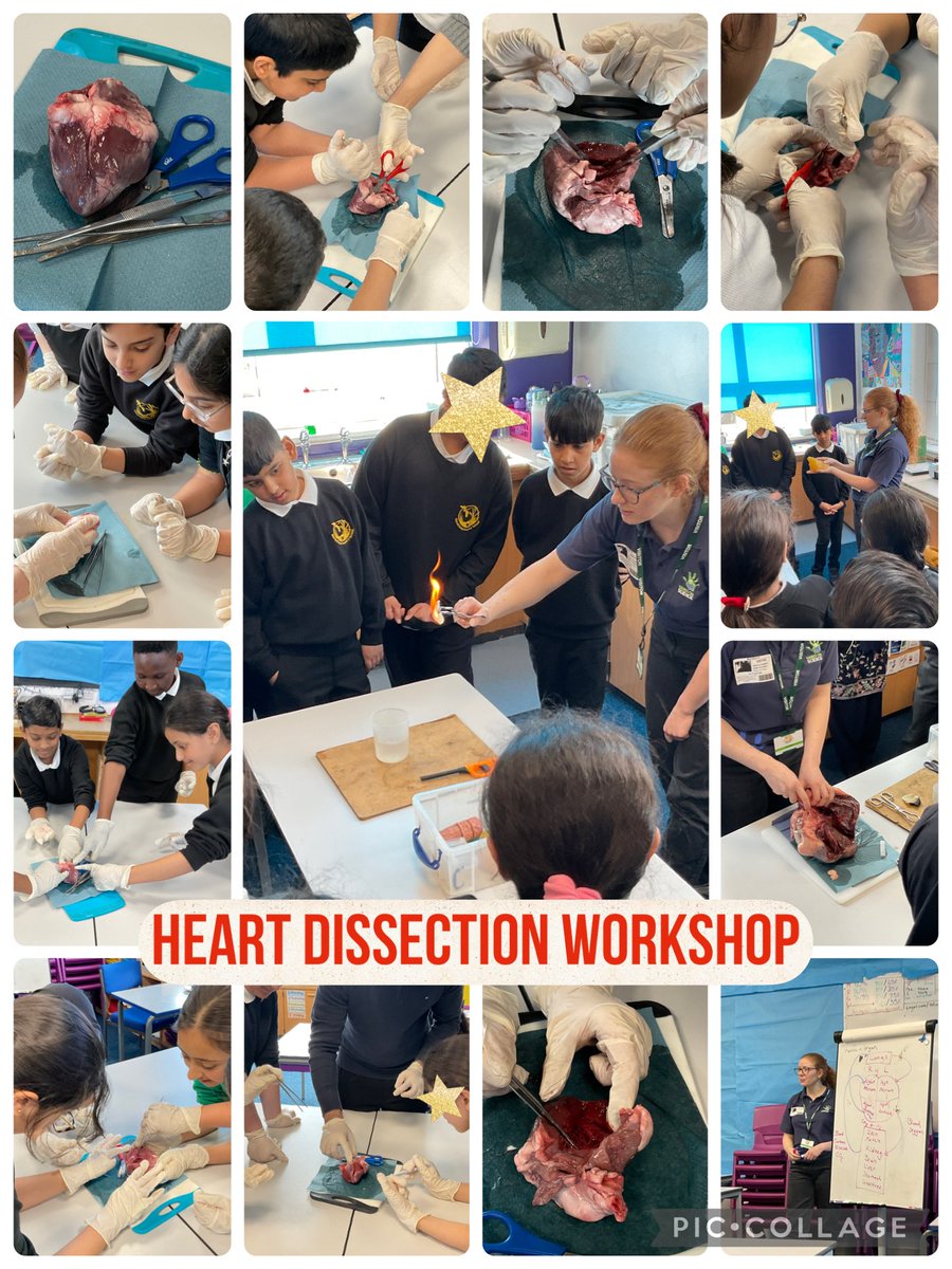 MarshfieldPS's tweet image. Y6 Amanda Gorman learnt about the function of the heart, the circulatory system and how to keep the heart healthy through their workshop with @hands_science A massive thank you to Becky, who brought the children’s learning to life! #CarltonEdge #MPSScience #Ambition