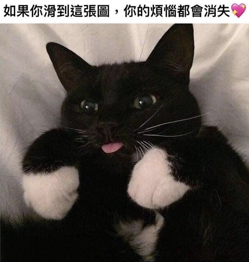 瑪珂芙特•翡翠/Malkuth•Emerald🍃聖獸系Vtuber tweet media