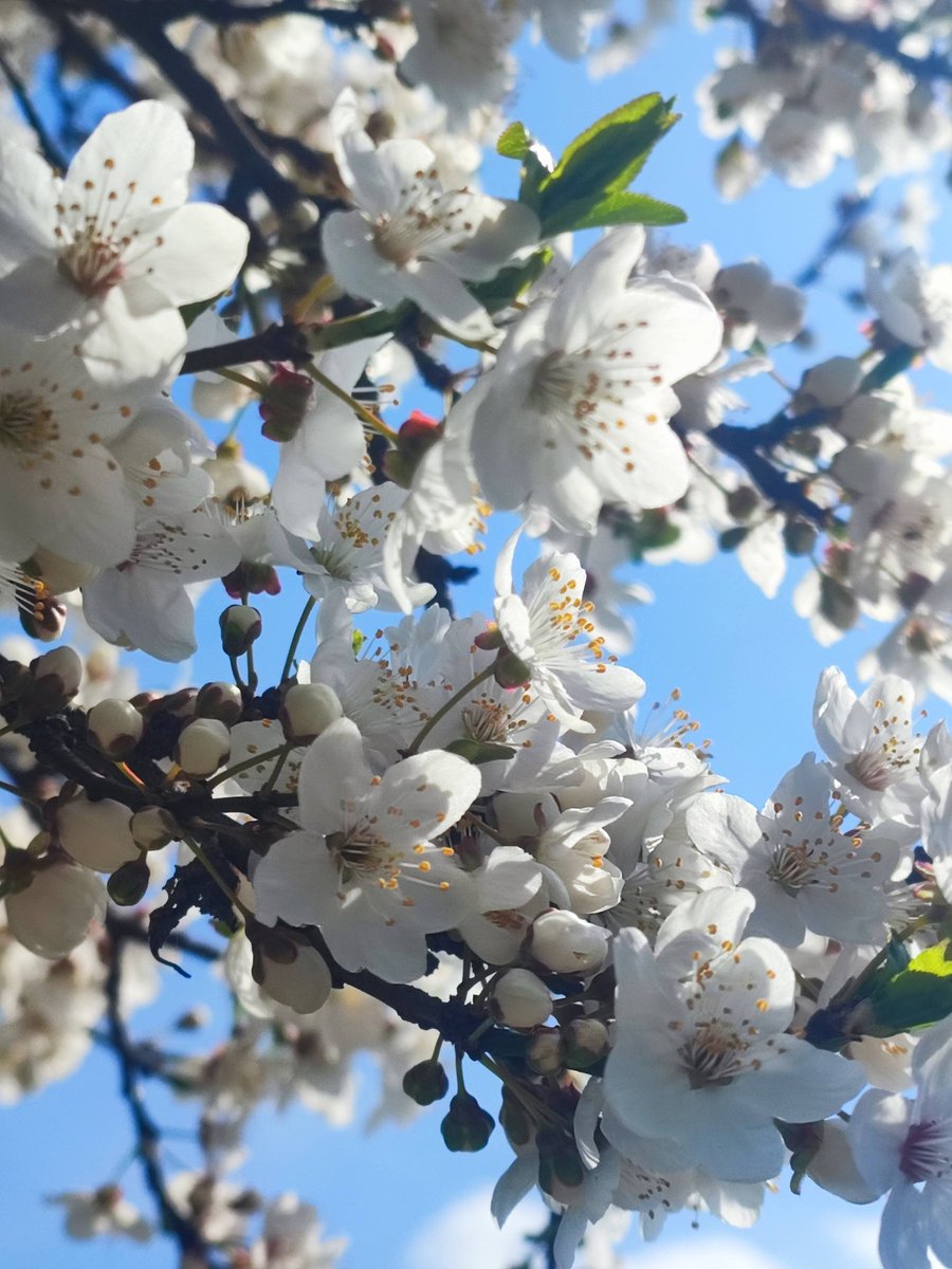 angelicaio81153's tweet image. It would be pointless for a plum blossom to try to remake itself as a cherry blossom . 
Like a cherry , plum , peach , everyone has their unique qualities , so it is essential to live true to yourself 🌸🌺

Cherry Plum Blossoms , Countryside Romania 
#art #landscape #photography