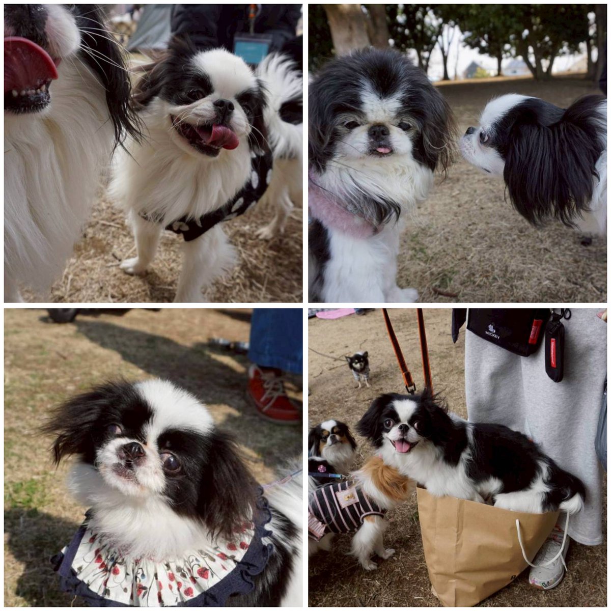 moozan's tweet photo. 今年2月22日 舎人公園での #狆お楽しみ会 のご報告🐼💕まだ寒いのではと少し心配してましたが、晴れ&amp;やや雲が出た暖かい日で、みんなでのんびり過ごせました。楽しいお話とワンコたちの可愛い姿✨ありがとうございました!!🐼次回は少し間が空いてまる🔸🔸１１月１日 🔸🔸開催予定です。
#狆 #狆オフ会 https://t.co/uiuPxoDvoM
