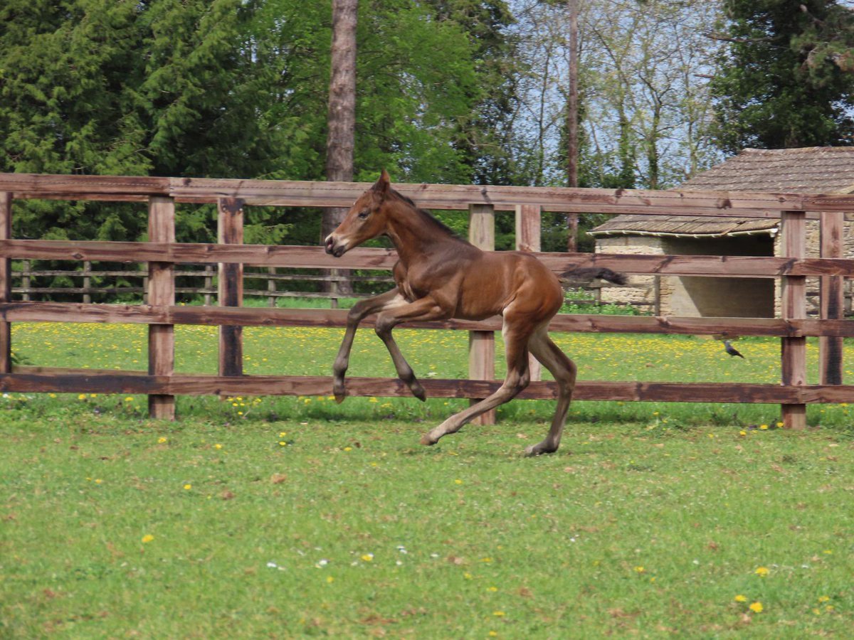 Roz Kay 🐎🌳📚 tweet media
