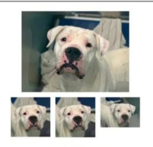Johnny is DEAD 
There was nothing we could do to save his life 

To honor this boy, 
Please share others that are awaiting the same fate 

Johnny💞