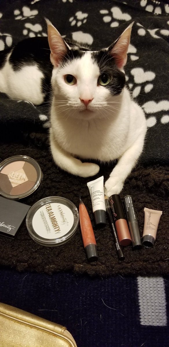 TheSprinklesCat's tweet image. Helping Meowmy sort her makeup, 5 years ago! I was just 4 years old, so no need for that stuff on my fur! She says I've always been purrty! Hope mew have a purrfect #ThrowbackThursday! #cowcat #CatsOfTwitterX #AdoptDontShop #StaySafeFurrends