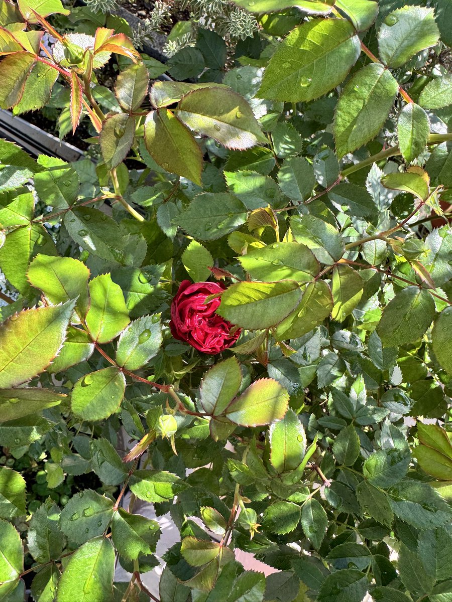 ManamiSinging's tweet photo. 薔薇の季節がもうすぐ https://t.co/Y4H4KSmSv0