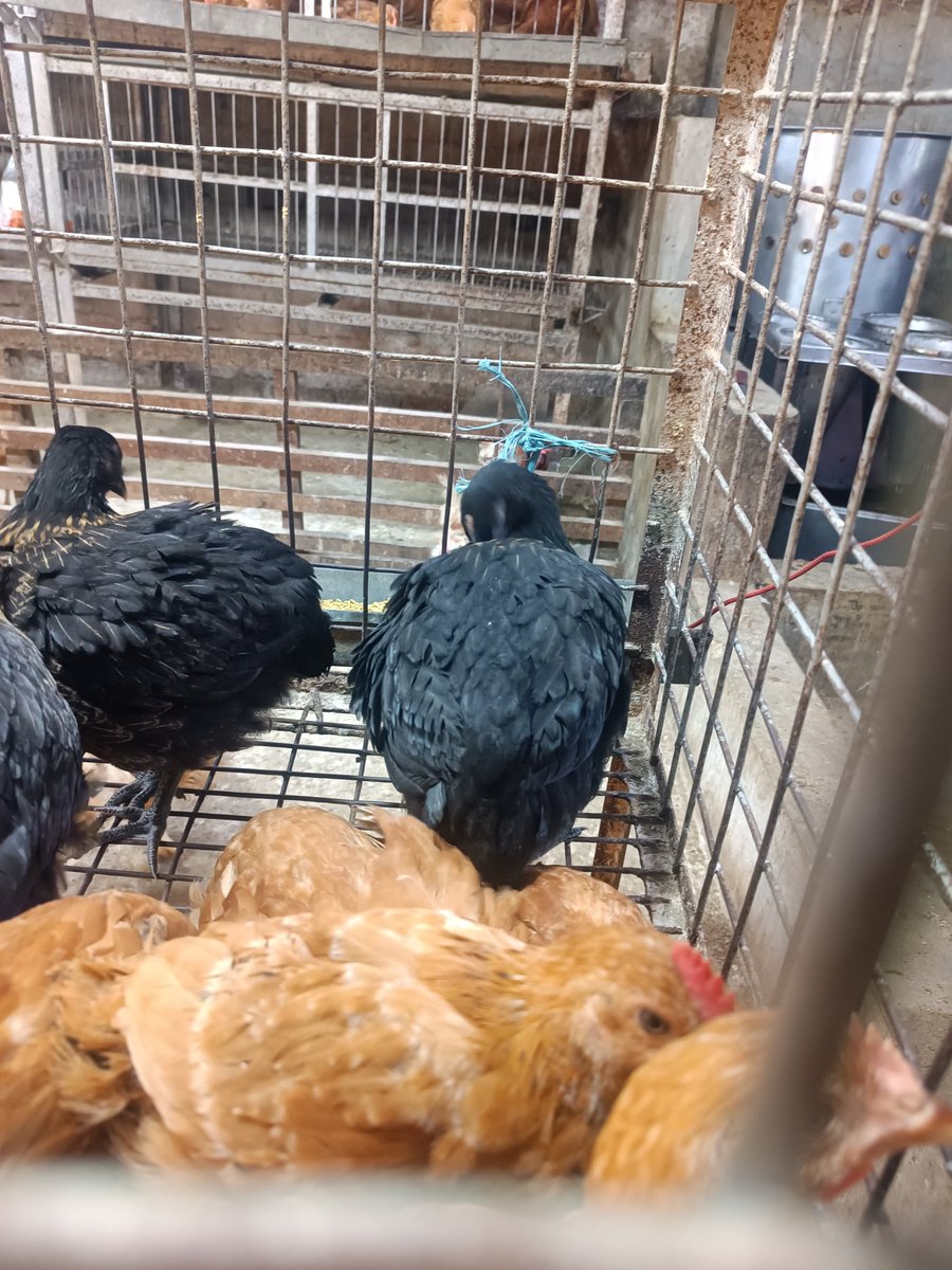 Habibk.HK🐧 tweet media