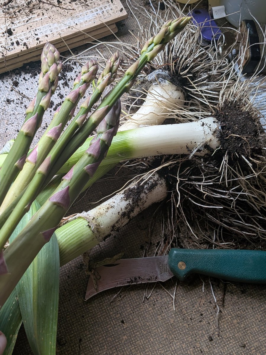 ruthiehayes67's tweet image. That's supper sorted - and the first asparagus harvested 💚💚 #homegrown #organicgardening #asparagus #leeks