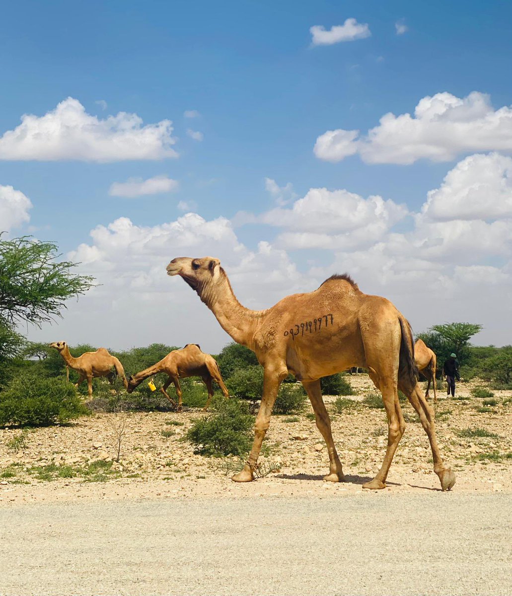 Mathias Kjaer tweet media