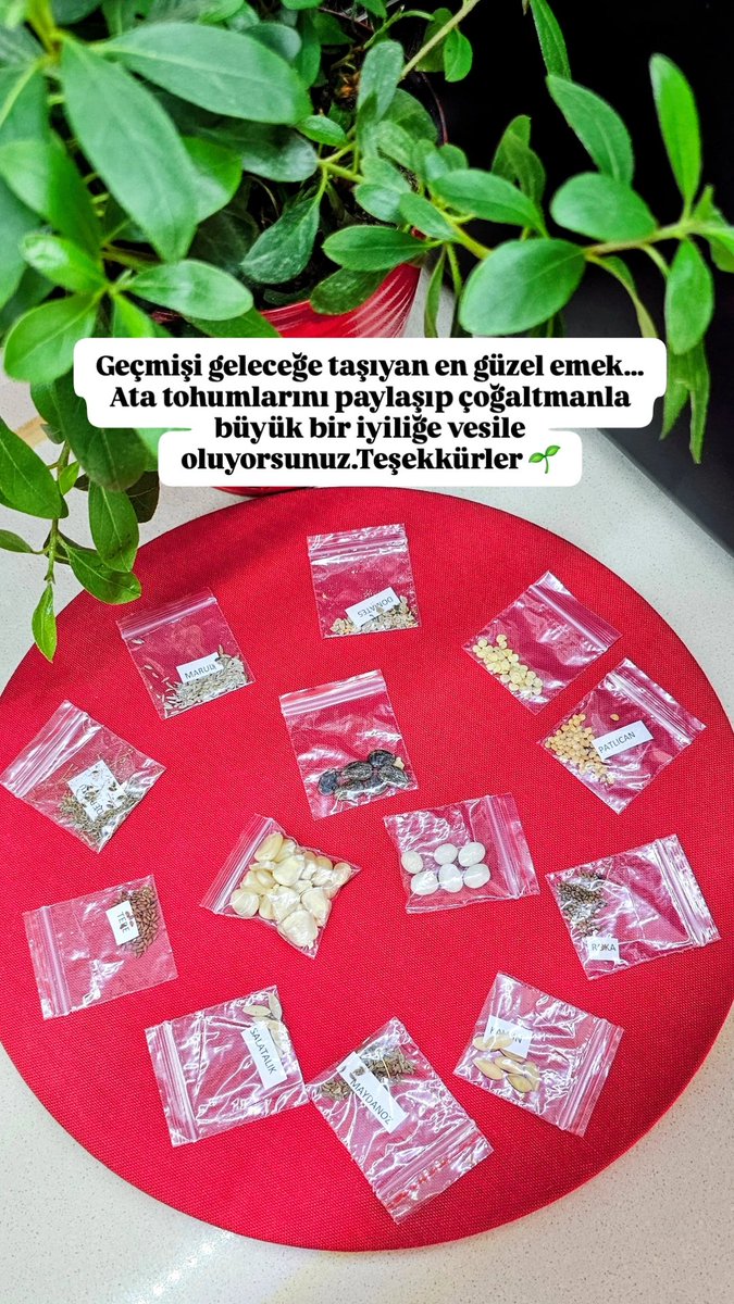 emel______'s tweet photo. Ata tohumlarını çoğaltıp hiçbir karşılık beklemeden insanlara ulaştırman,toprağa ve ülkemize sahip çıkmanın en güzel hali
Senin gibi insanların sayesinde geçmişin bereketi kaybolmuyor, geleceğe umutla taşınıyor. Bu kıymetli katkın için yürekten teşekkür ederim🌱
@fatihcolak19831 https://t.co/rgNSRRA5CT