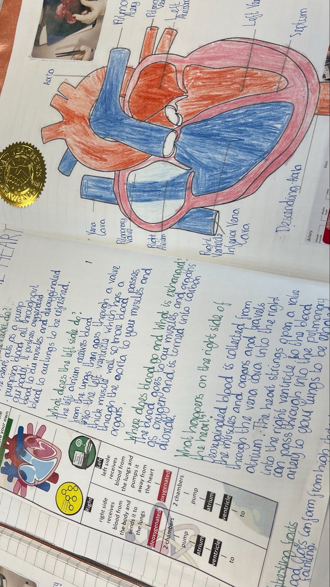 MarshfieldPS's tweet image. Following their workshop, the children in Amanda Gorman class produced some stellar work on the heart to consolidate their learning! #Ambition #MPSScience #WowWork