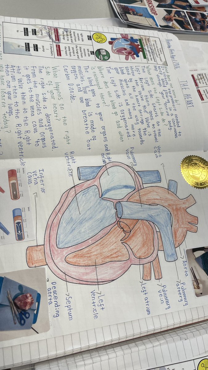 MarshfieldPS's tweet image. Following their workshop, the children in Amanda Gorman class produced some stellar work on the heart to consolidate their learning! #Ambition #MPSScience #WowWork