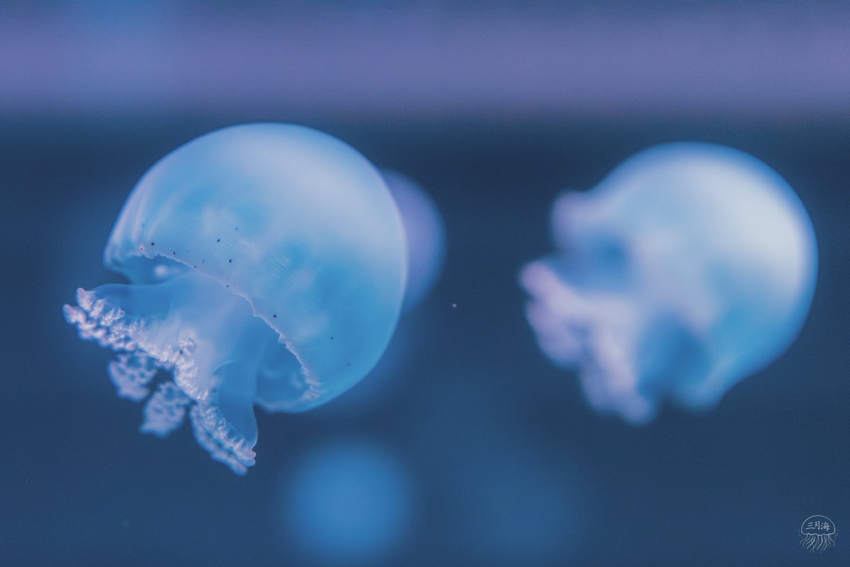 三月海(mitsuki umi) tweet media