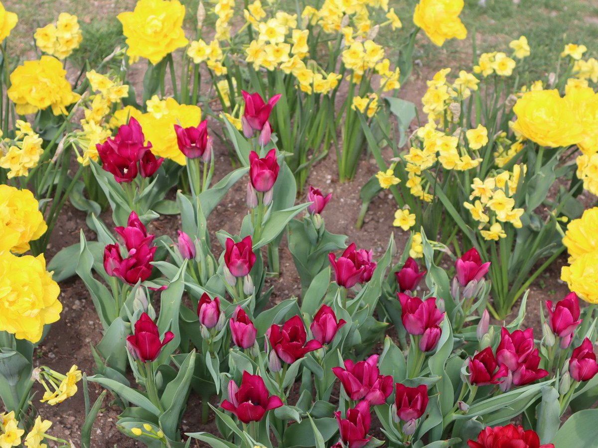 MartinM79510567's tweet image. #flowers #kosice #Slovakia