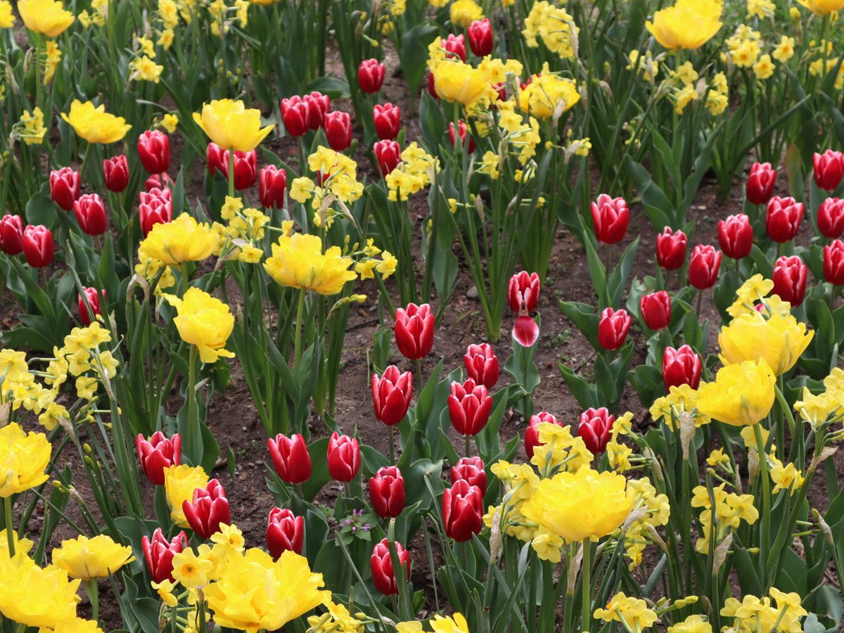 MartinM79510567's tweet image. #flowers #kosice #Slovakia