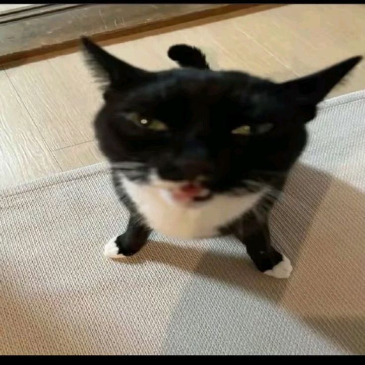 ⚪️ —𝙔𝙪𝙩𝙖 𝙊𝙠𝙠𝙤𝙩𝙨𝙪— ⚫️ tweet media