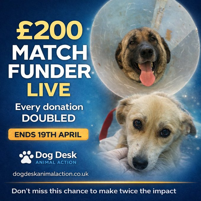 Dog Desk Animal Action tweet media