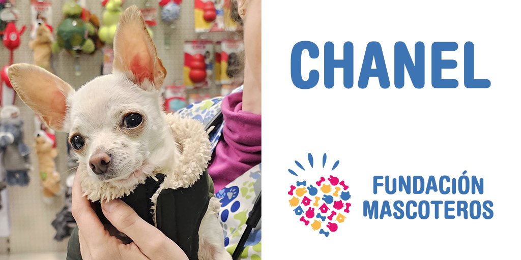 Fundación Mascoteros tweet media