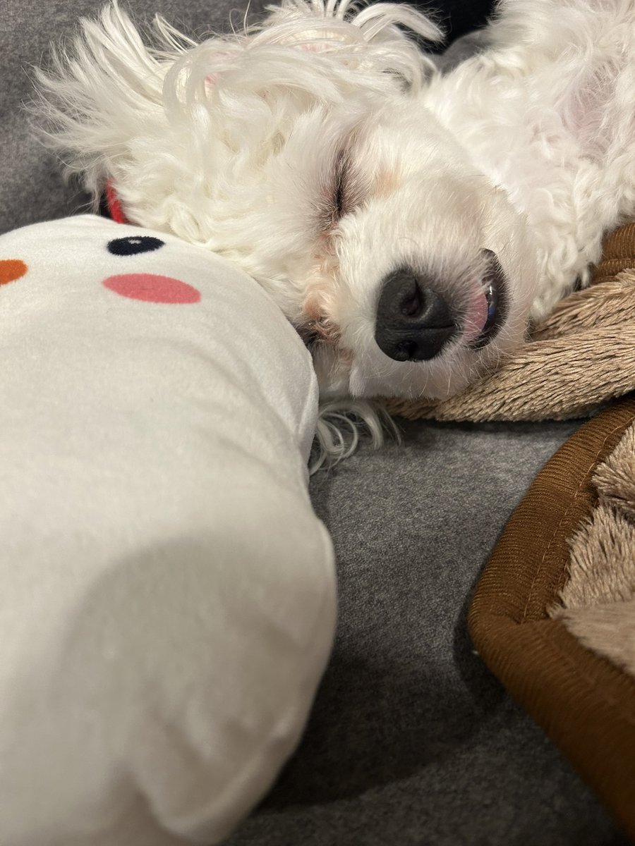 シオン tweet media