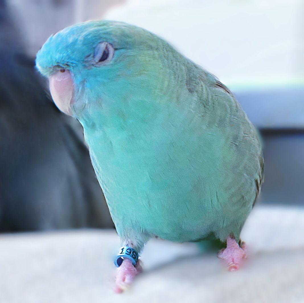 サザナミにっき/上司 tweet media