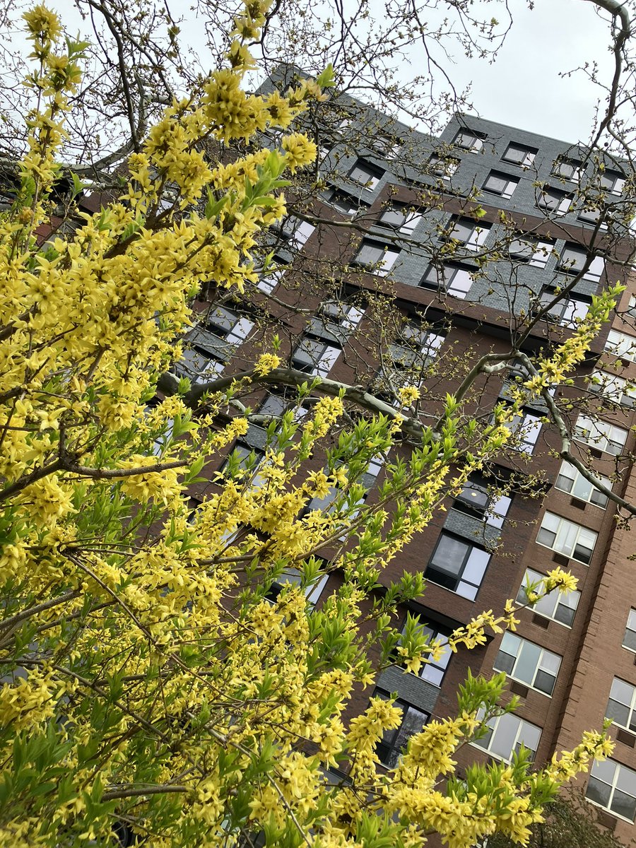 MutsukoTweeting's tweet photo. A city full of blossoms 🌸🌺🌼
街じゅうが花の季節✨ https://t.co/IcmeFE7C8i