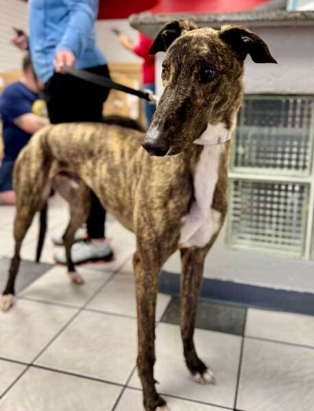 Meet Will 🐾

A brindle velcro boy who just wants to be by your side. Quiet, affectionate, great on leash, and good with small dogs.

Toy lover. Shoe collector (no chewing). Expert kiss giver.

Ready for a loyal companion? Will is waiting.

#GALT #Greyhounds #AdoptAGreyhound