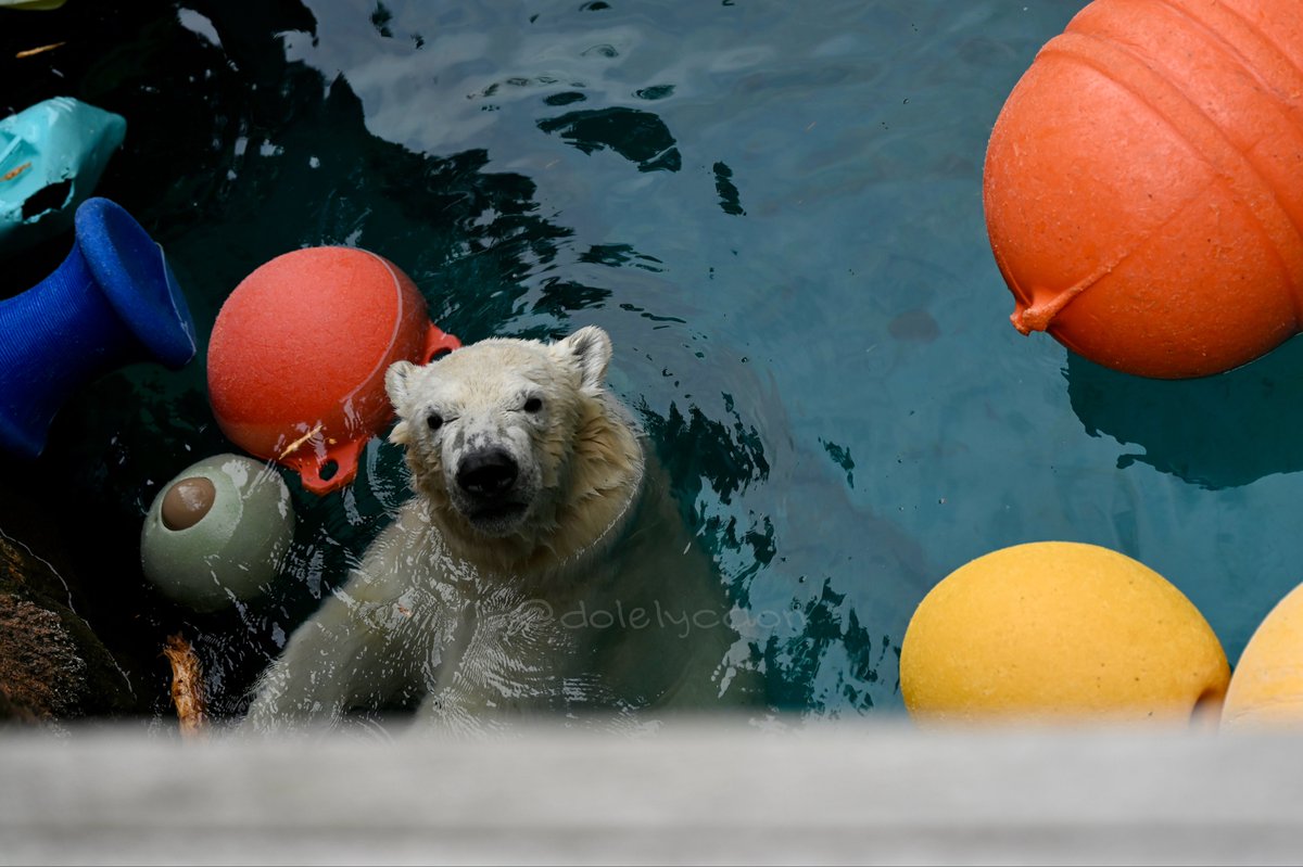 いぬかずき tweet media