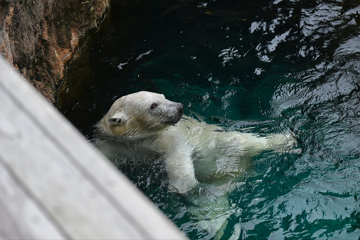 いぬかずき tweet media