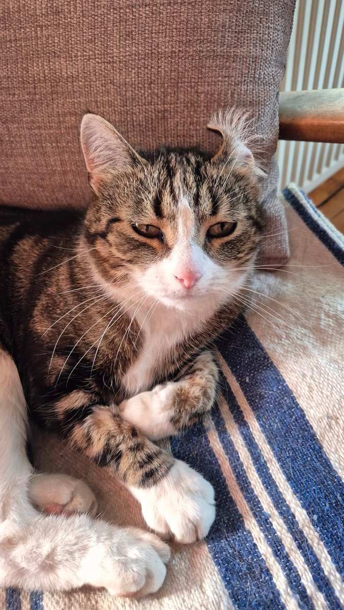 steffersline's tweet image. Lilla Lasse tar en eftermiddagsvila❤️#catlife