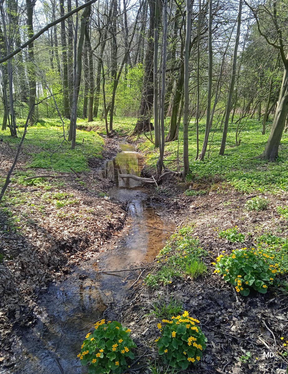 Martina Dvorská tweet media