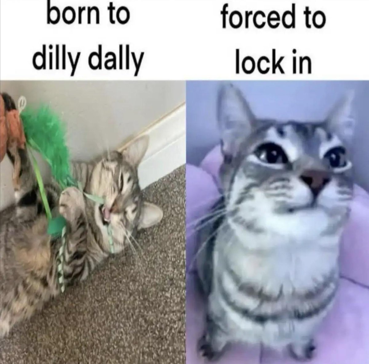 INGR Mk.2 Ver. 🔞 tweet media