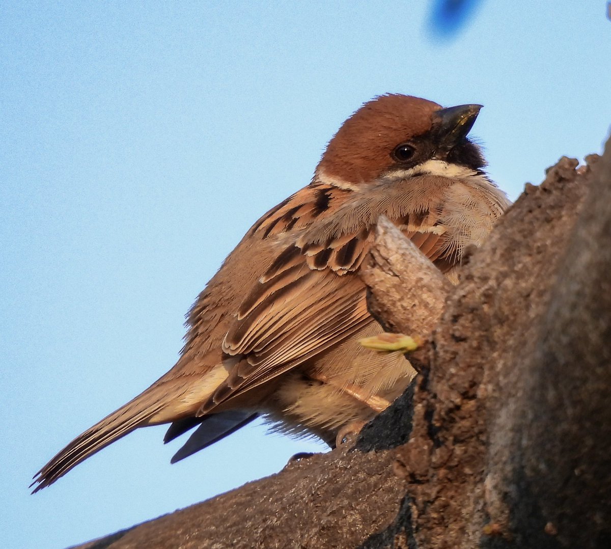 hamutaro_fl's tweet image. 近所の公園のすずめさん。
コンデジだけどキレイに撮れてませんか？
#p950