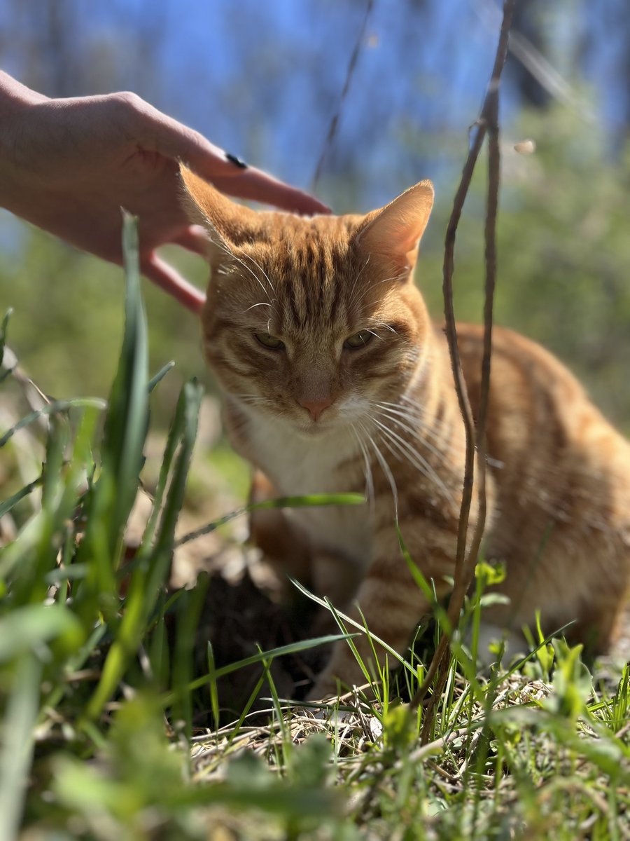 kittkittay (🏳️‍⚧️ NOW) tweet media