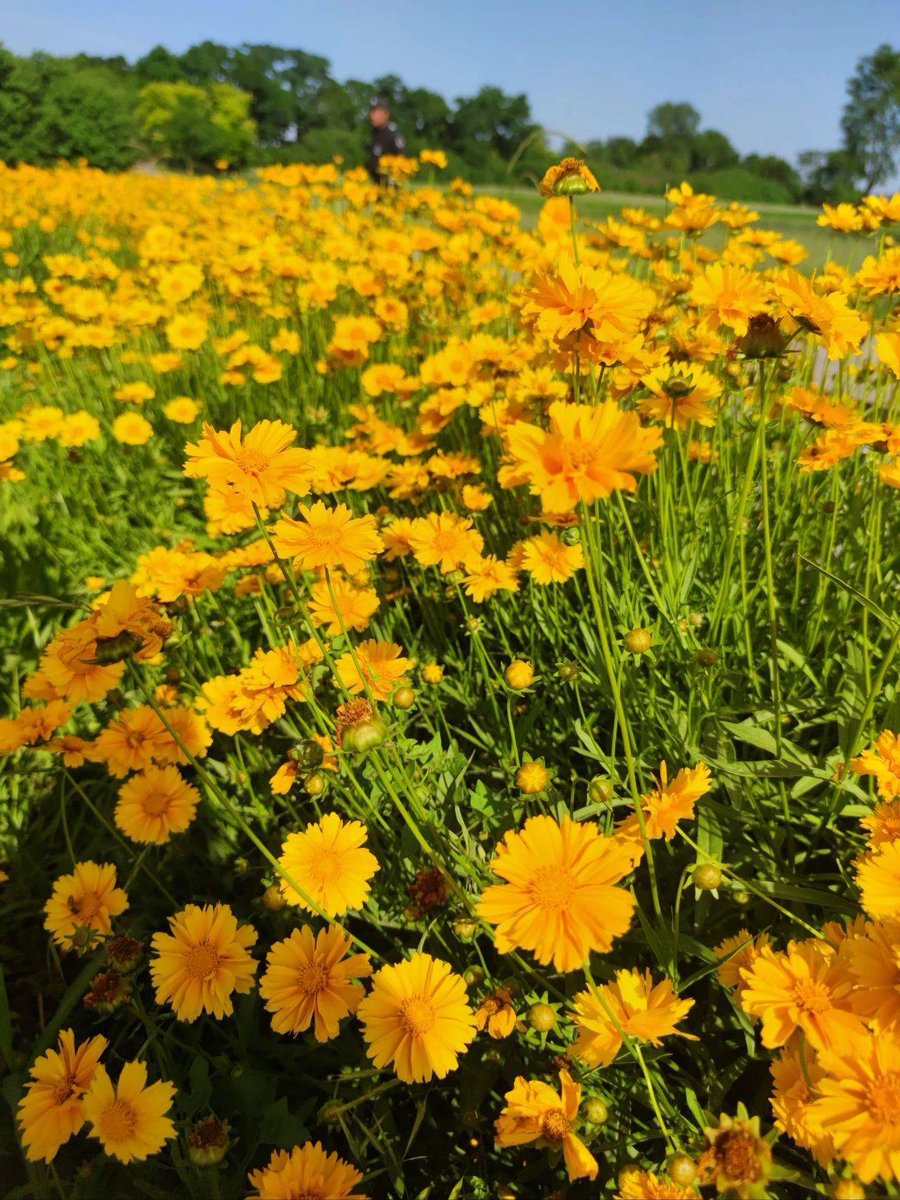 valerie janis tweet media