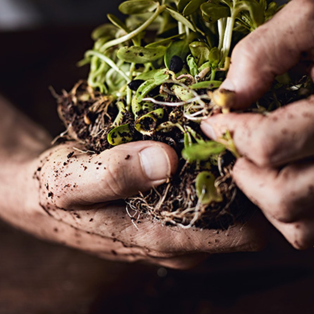 School4Health's tweet photo. Springtime means getting your hands in the dirt once again! 

There is a type of bacterium found in soil called Mycobacterium vaccae. This bacterium stimulates serotonin production, the 'happiness' brain chemical.

Gardening can quite literally boost your mood. Happy spring! https://t.co/2HypF9jTPy
