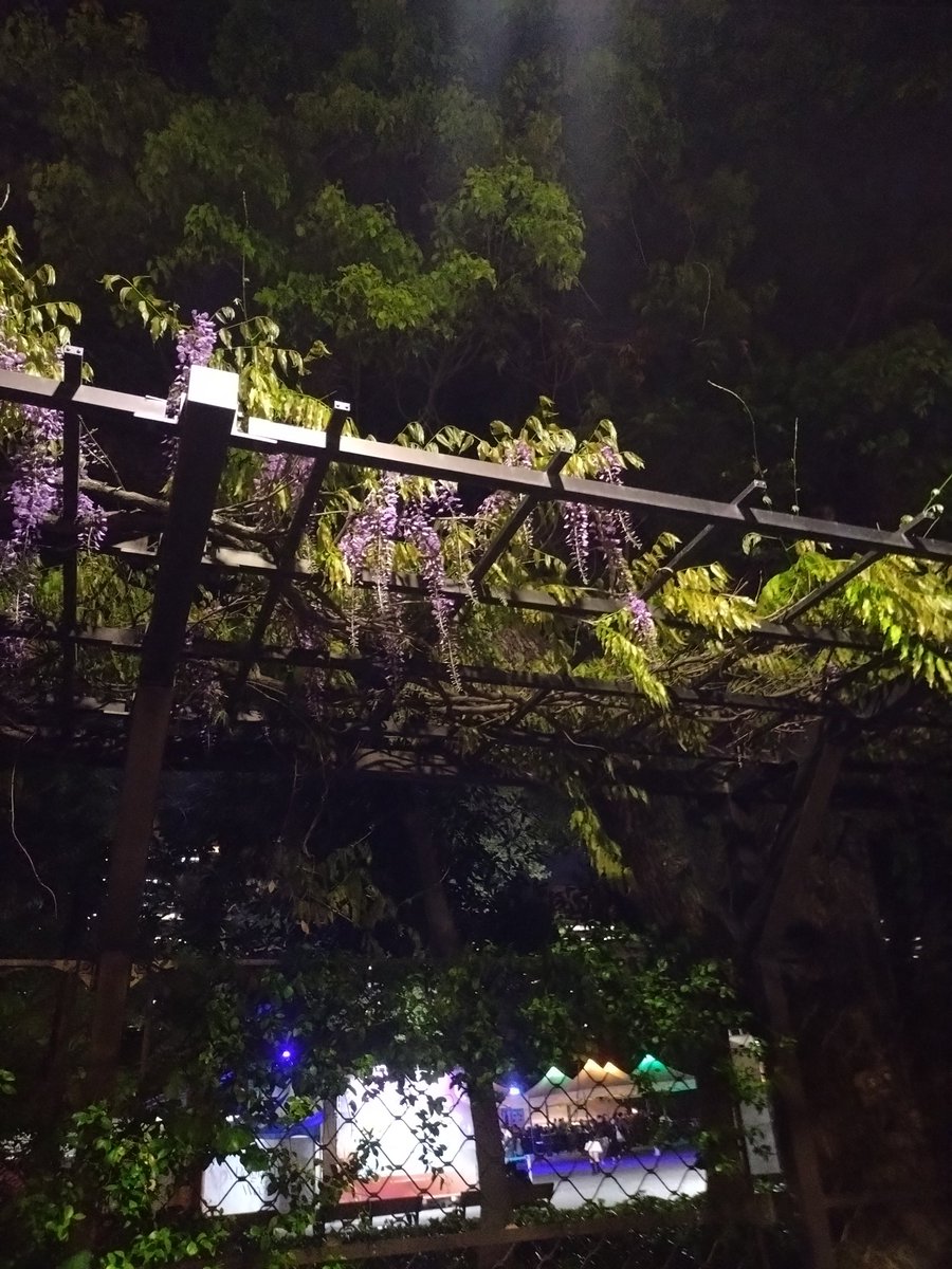 桜から藤の花へ🌸🌿
少し風が出てきて熱湯が恋しい夜🌙
#金春湯 #中央区 #銭湯