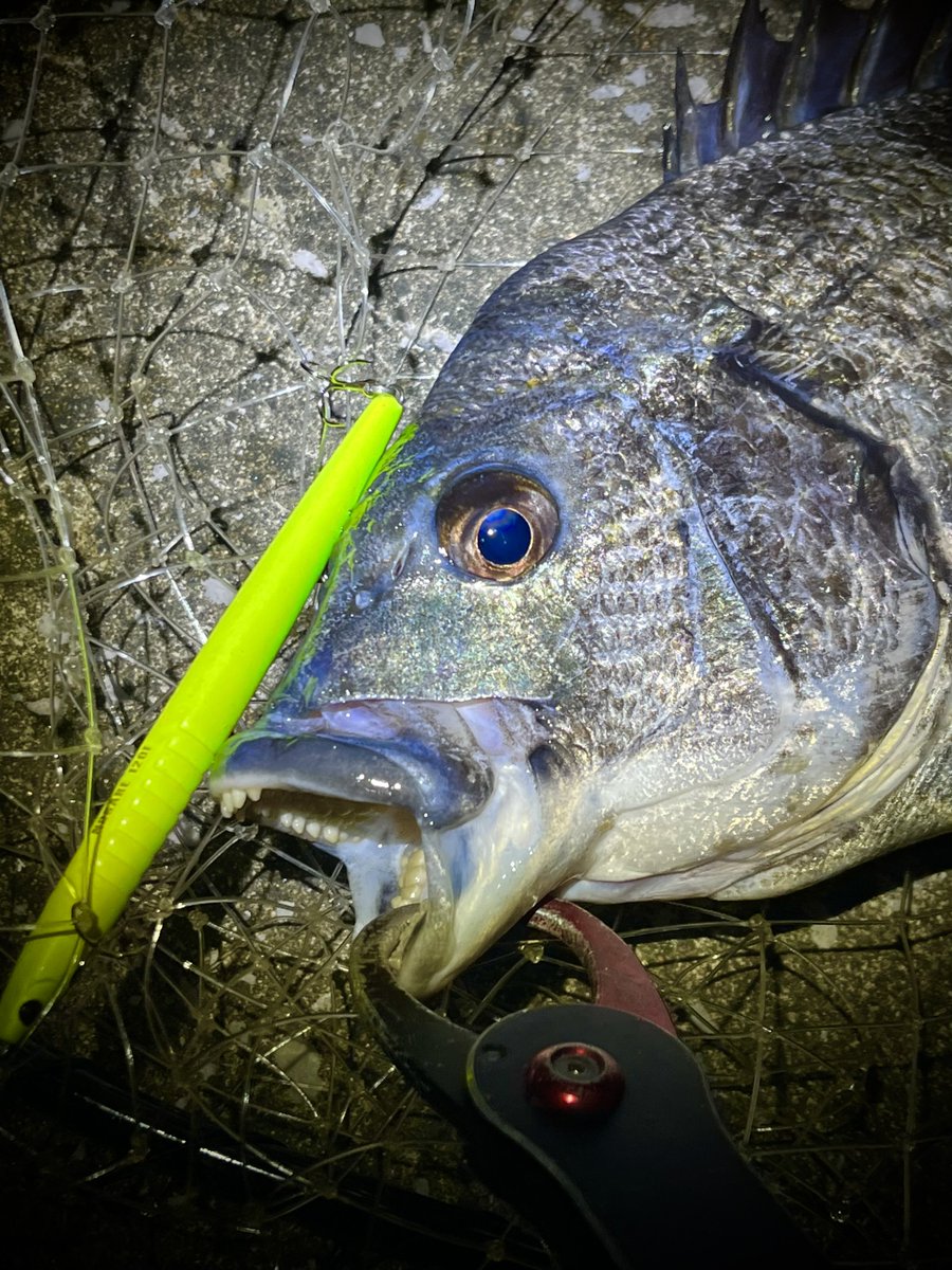 ポン酢🎣 tweet media