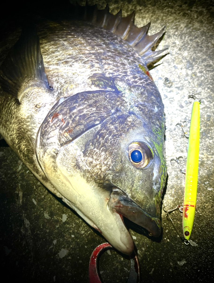 ポン酢🎣 tweet media