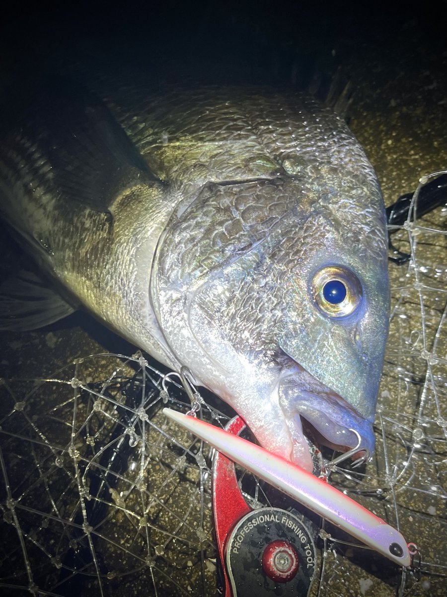 ポン酢🎣 tweet media
