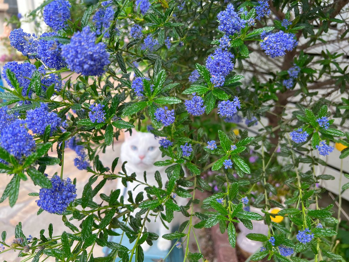 Numkang なむ tweet media