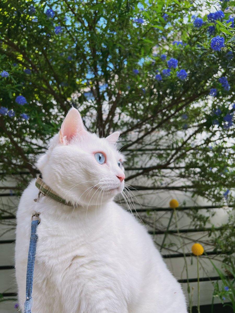 Numkang なむ tweet media