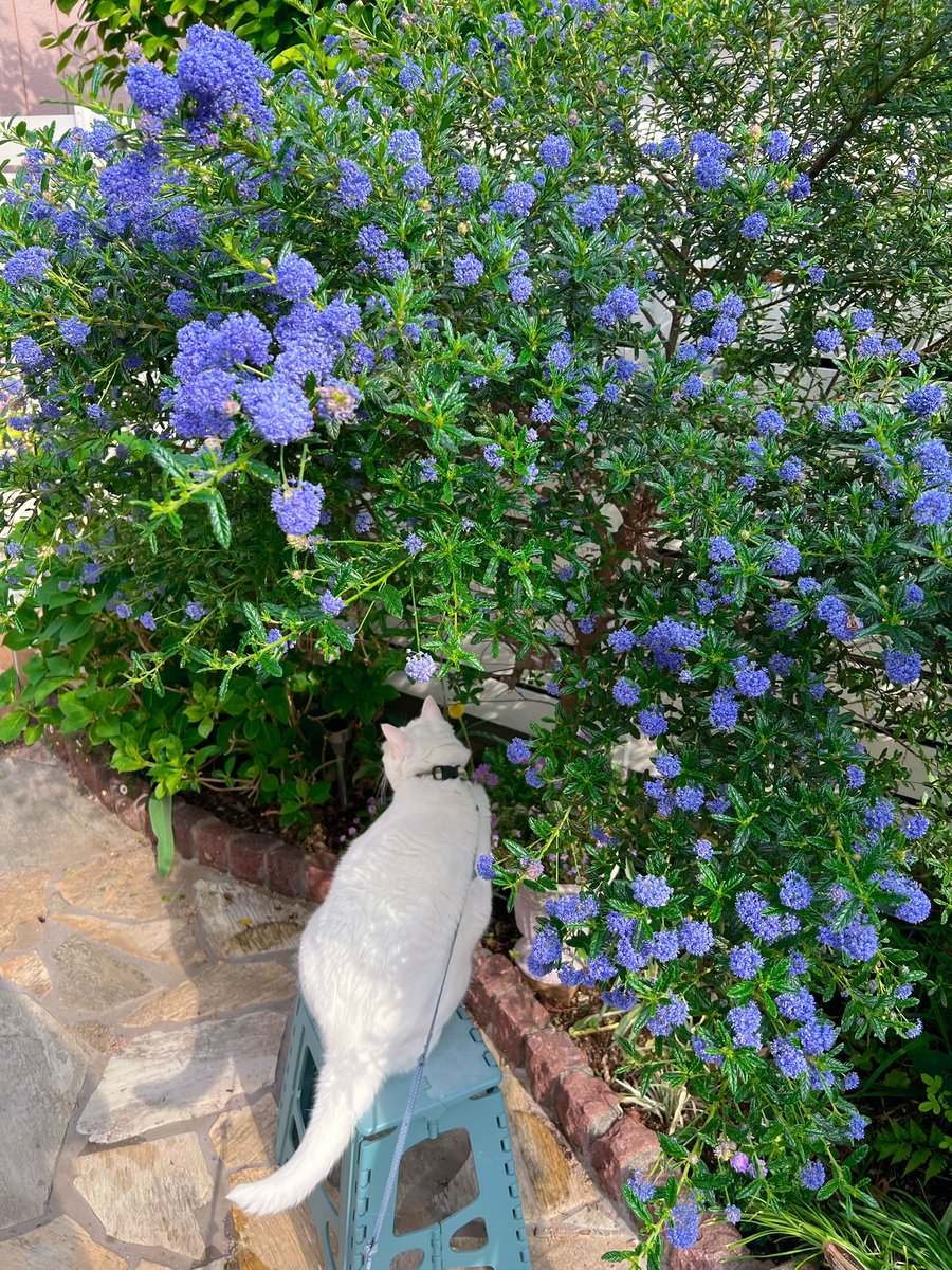 Numkang なむ tweet media