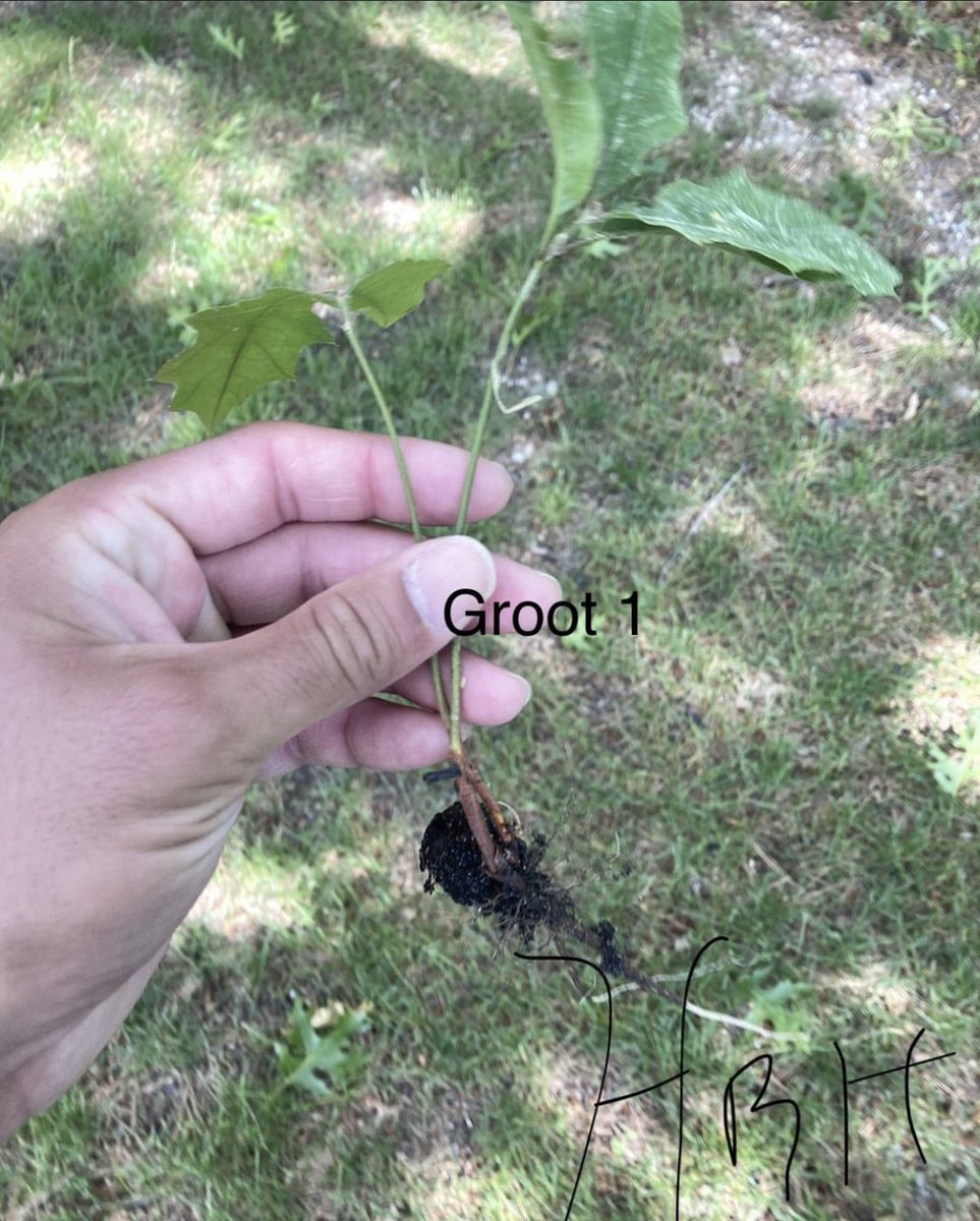 padishahemprr1's tweet image. I took this picture of a seedling that was going to be thrown away and I planted him and named him #groot @NeuhartTho37965
