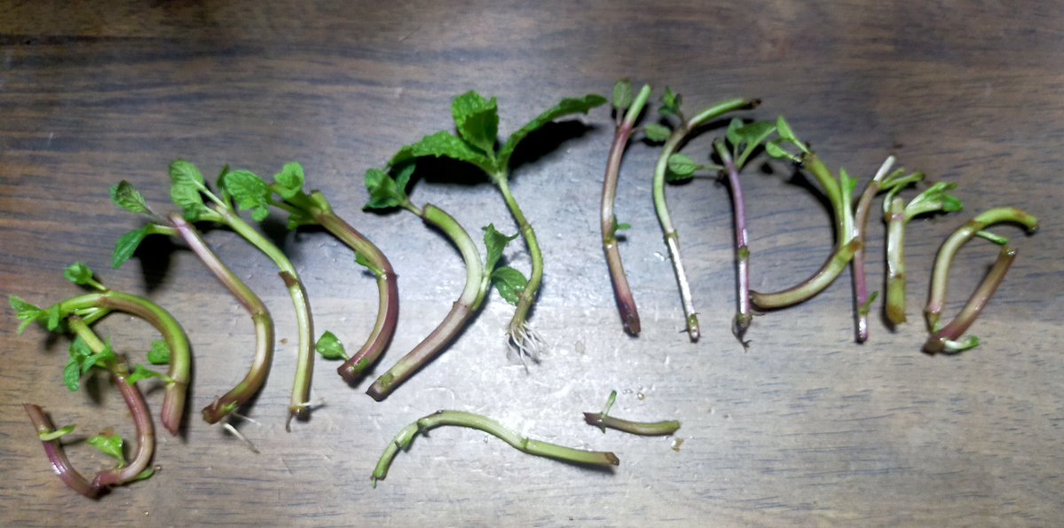 Cat007🐱🌈医療DX＆DeSci応援📣 tweet media