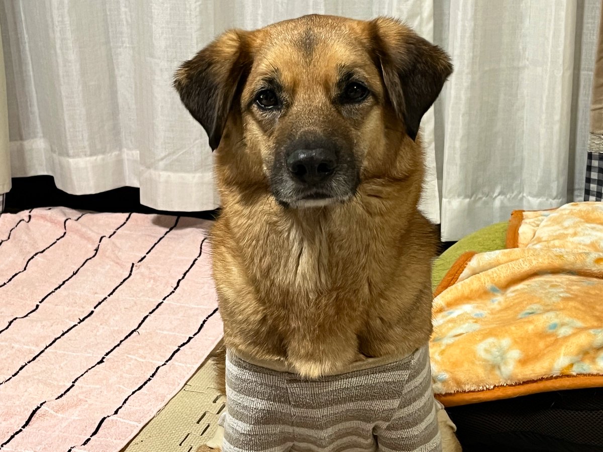 【言葉が】閲覧非推奨垢【汚い】 tweet media