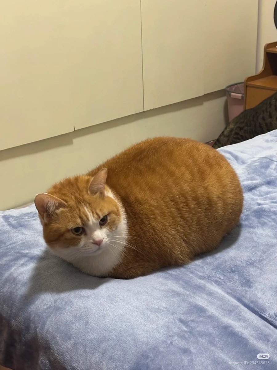 nocontextscats's tweet photo. Purrfect loaf https://t.co/epE8fBoHaA