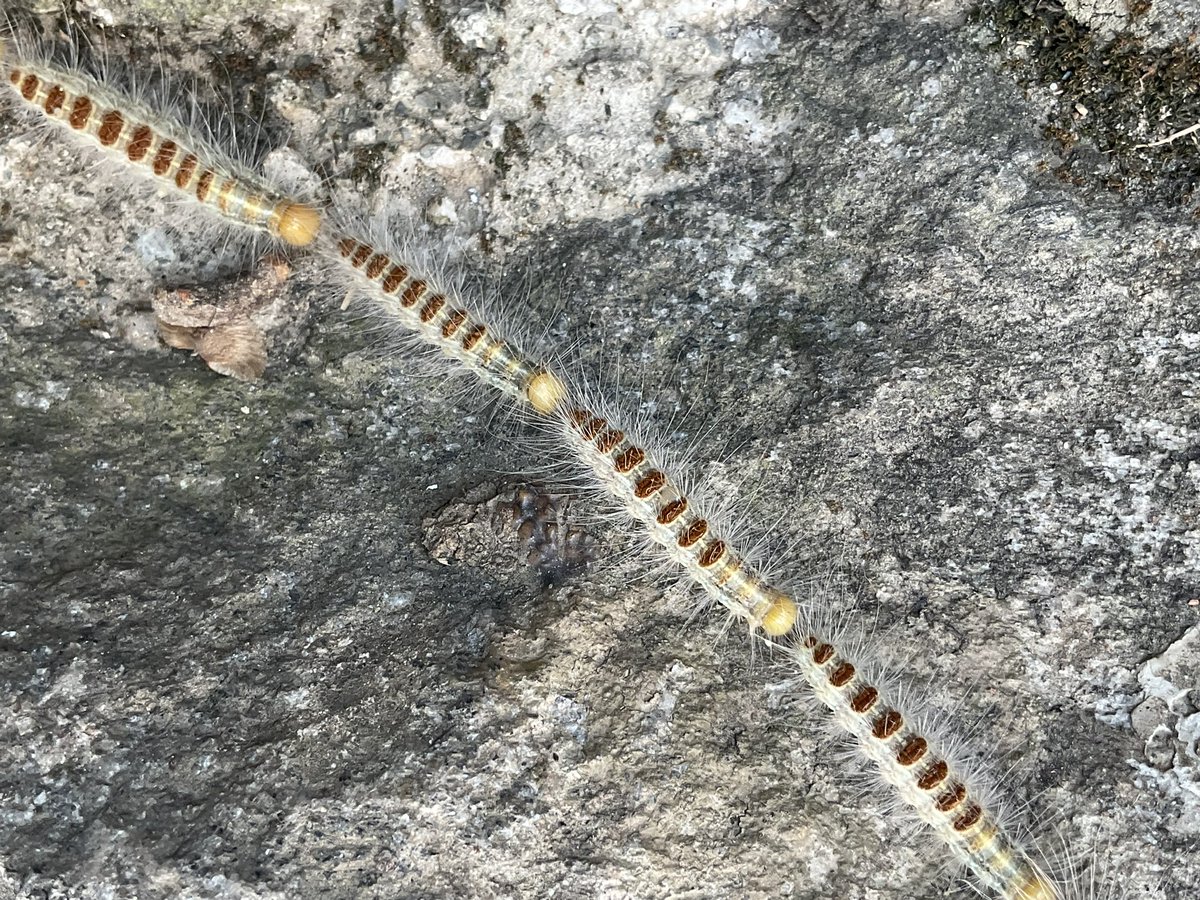 DamonZumbroegel's tweet photo. Have you ever seen a CATERPILLAR TRAIN?  
I had not, until, I did.  A Morning at my place in Nepal, and the caterpillars putting on a show for me. https://t.co/nq5VFYuT6Q