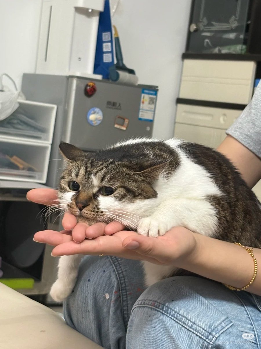 No Context Cats tweet media