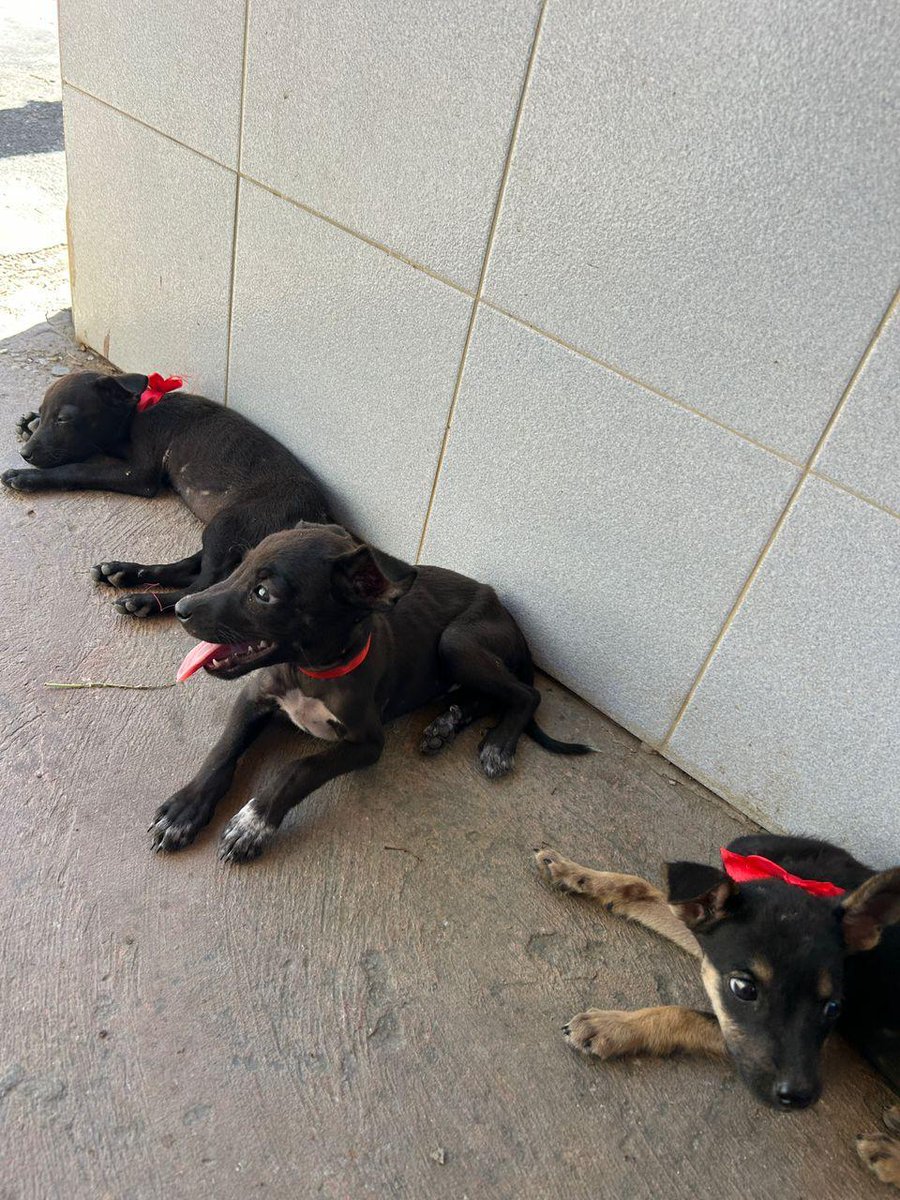 margaritapets tweet media