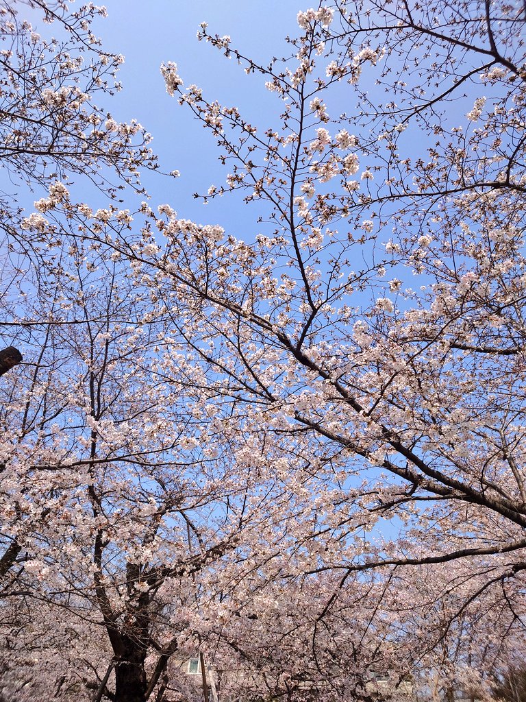 小山蓮司 tweet media